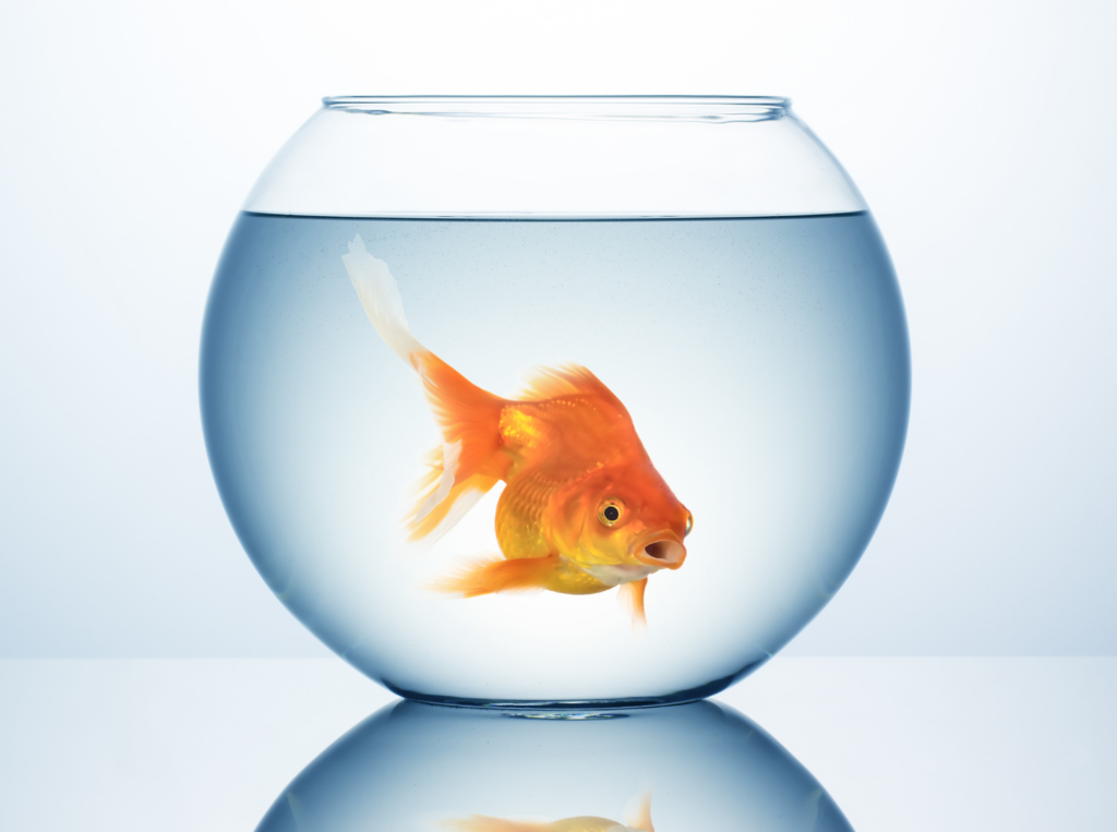 The Goldfish Chronicles: A Tale of Unexpected Lessons in Life and Business