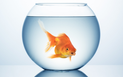 The Goldfish Chronicles: A Tale of Unexpected Lessons in Life and Business