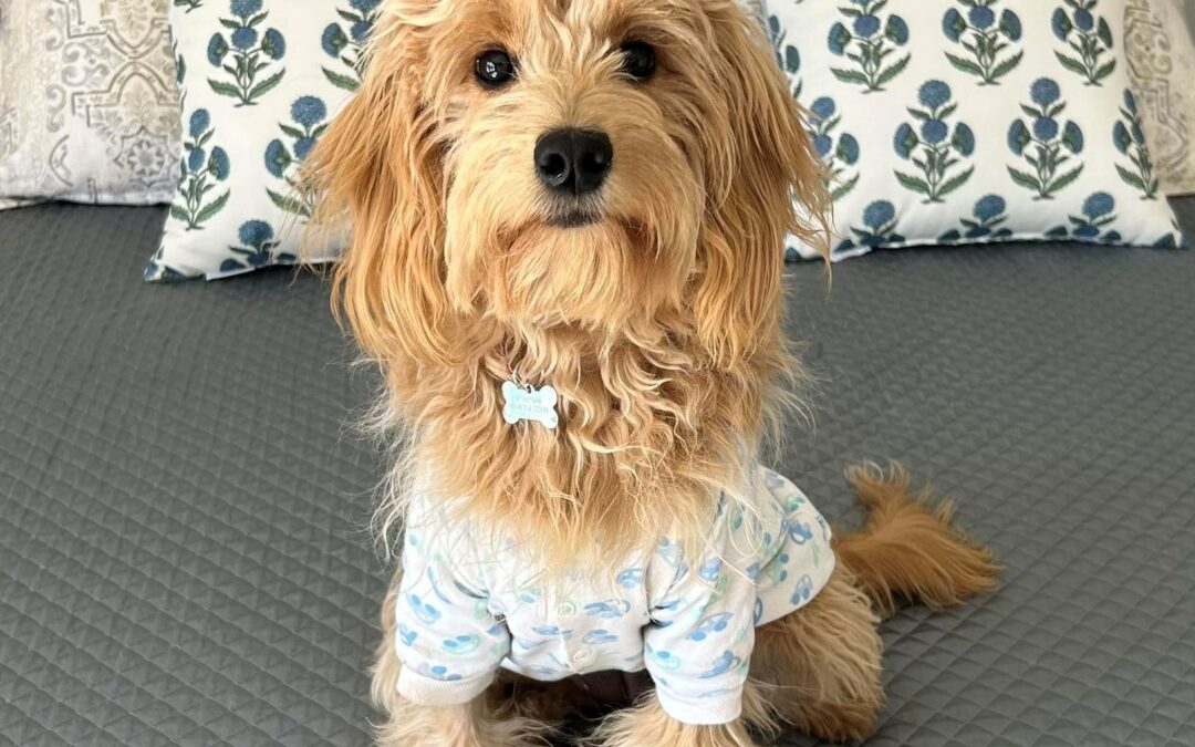 When Life Whispers, “Make This Chapter Count” – Reflections 12 Weeks Out from My Cancer Surgery